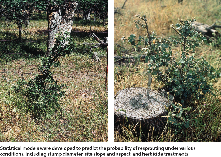 Statistical models were developed to predict the probability of resprouting under various conditions, including stump diameter, site slope and aspect, and herbicide treatments.