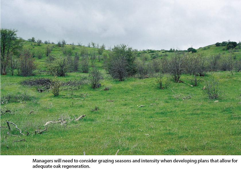 Managers will need to consider grazing seasons and intensity when developing plans that allow for adequate oak regeneration.