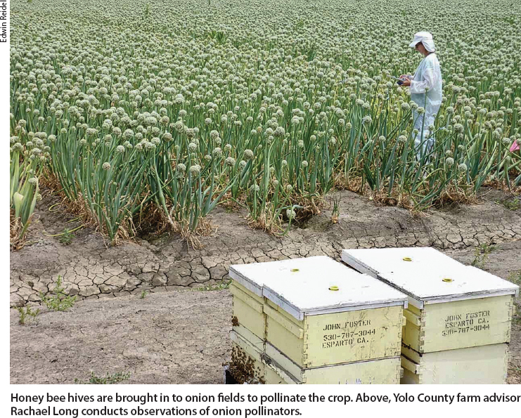 Honey bee hives are brought in to onion fields to pollinate the crop. Above, Yolo County farm advisor Rachael Long conducts observations of onion pollinators.