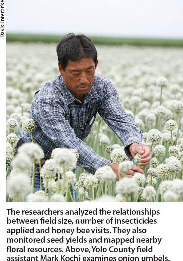 The researchers analyzed the relationships between field size, number of insecticides applied and honey bee visits. They also monitored seed yields and mapped nearby floral resources. Above, Yolo County field assistant Mark Kochi examines onion umbels.
