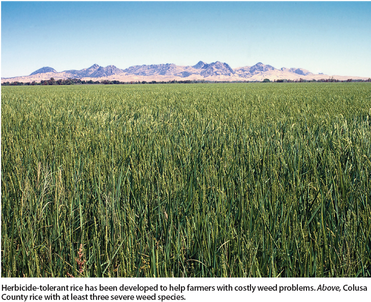 Herbicide-tolerant rice has been developed to help farmers with costly weed problems. Above, Colusa County rice with at least three severe weed species.
