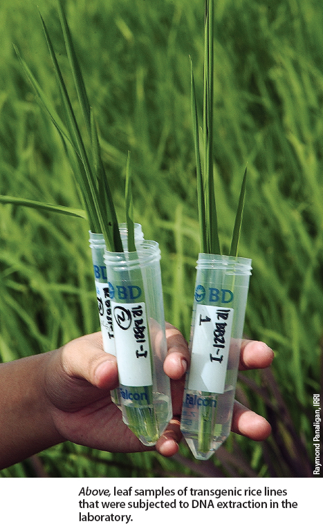 Above, leaf samples of transgenic rice lines that were subjected to DNA extraction in the laboratory.