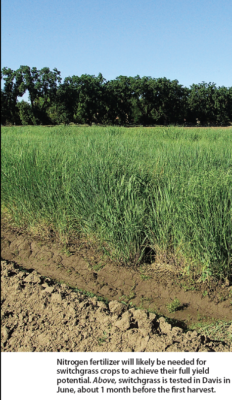 Nitrogen fertilizer will likely be needed for switchgrass crops to achieve their full yield potential. Above, switchgrass is tested in Davis in June, about 1 month before the first harvest.