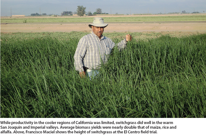 While productivity in the cooler regions of California was limited, switchgrass did well in the warm San Joaquín and Imperial valleys. Average biomass yields were nearly double that of maize, rice and alfalfa. Above, Francisco Maciel shows the height of switchgrass at the El Centro field trial.