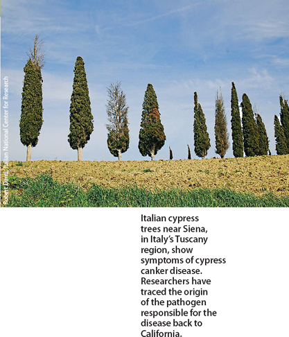 Italian cypress trees near Siena, in Italy's Tuscany region, show symptoms of cypress canker disease. Researchers have traced the origin of the pathogen responsible for the disease back to California.
