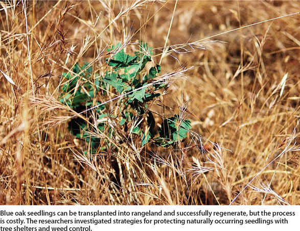 Blue oak seedlings can be transplanted into rangeland and successfully regenerate, but the process is costly. The researchers investigated strategies for protecting naturally occurring seedlings with tree shelters and weed control.