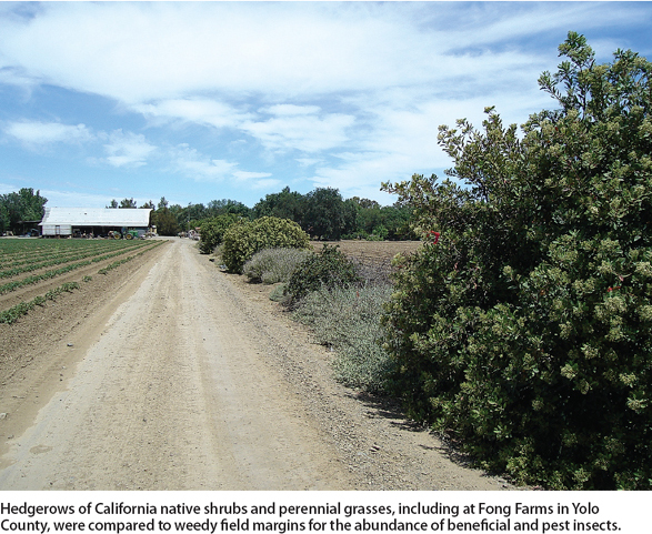 Hedgerows of California native shrubs and perennial grasses, including at Fong Farms in Yolo County, were compared to weedy field margins for the abundance of beneficial and pest insects.