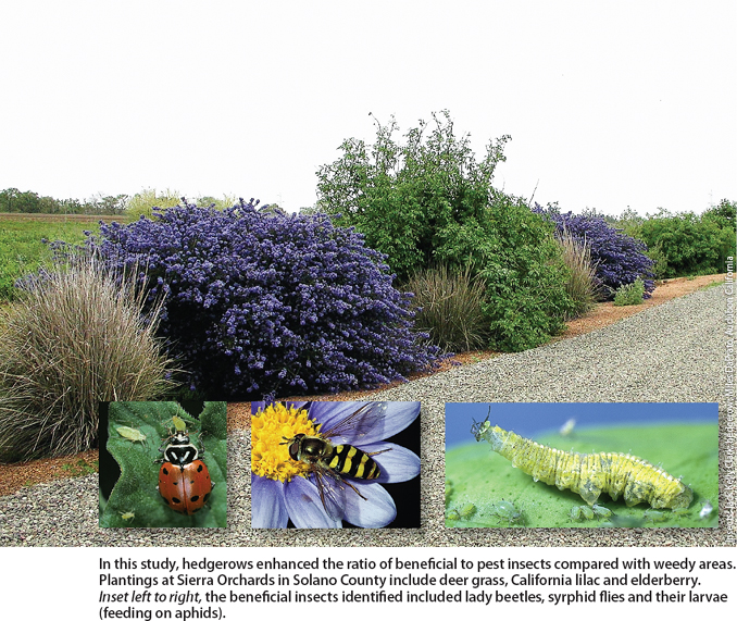 In this study, hedgerows enhanced the ratio of beneficial to pest insects compared with weedy areas. Plantings at Sierra Orchards in Solano County include deer grass, California lilac and elderberry. Inset left to right, the beneficial insects identified included lady beetles, syrphid flies and their larvae (feeding on aphids).