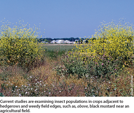Current studies are examining insect populations in crops adjacent to hedgerows and weedy field edges, such as, above, black mustard near an agricultural field.