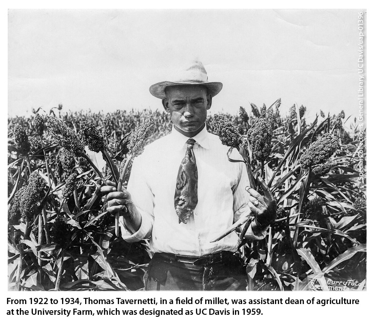 From 1922 to 1934, Thomas Tavernetti, in a field of millet, was assistant dean of agriculture at the University Farm, which was designated as UC Davis in 1959.