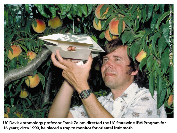 UC Davis entomology professor Frank Zalom directed the UC Statewide IPM Program for 16 years; circa 1990, he placed a trap to monitor for oriental fruit moth.