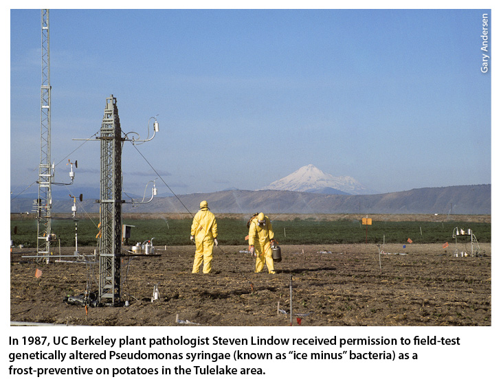 In 1987, UC Berkeley plant pathologist Steven Lindow received permission to field-test genetically altered Pseudomonas syringae (known as “ice minus” bacteria) as a frost-preventive on potatoes in the Tulelake area.
