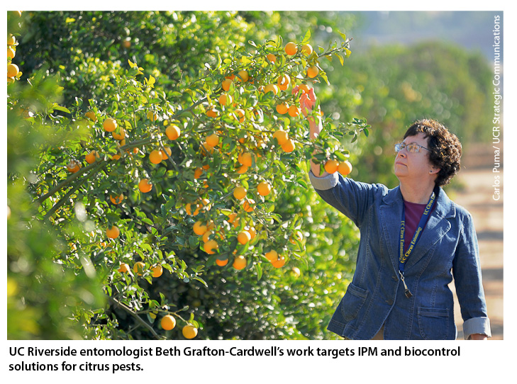 UC Riverside entomologist Beth Grafton-Cardwell's work targets IPM and biocontrol solutions for citrus pests.