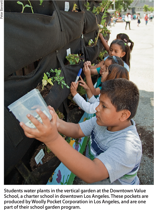 Students water plants in the vertical garden at the Downtown Value School, a charter school in downtown Los Angeles. These pockets are produced by Woolly Pocket Corporation in Los Angeles, and are one part of their school garden program.