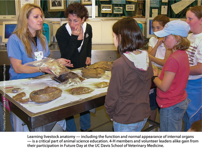 Learning livestock anatomy — including the function and normal appearance of internal organs — is a critical part of animal science education. 4-H members and volunteer leaders alike gain from their participation in Future Day at the UC Davis School of Veterinary Medicine.