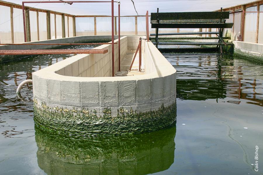 Water treatment facilities at San Joaquin Valley farms. Irrigation water high in nitrogen can contribute to growth of algal blooms, especially blue-green algae.