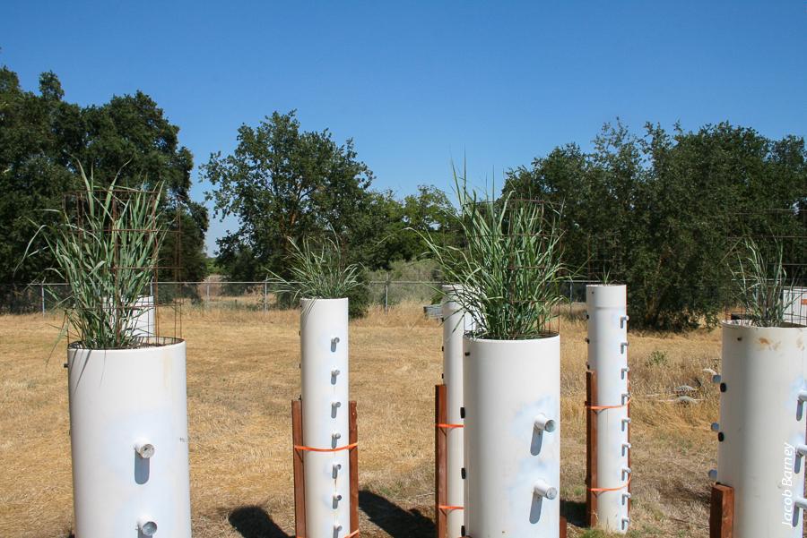 Researchers are assessing a number of plants for their potential as biofuels, hoping to find crops that will produce well in a variety of different growing environments. Here, PVC towers planted with giant miscanthus grow alongside towers planted with switchgrass to see which does better in this setting.