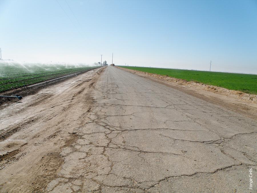 Above, one side of an Imperial Valley road is a leafy green vegetable crop; the other, an alfalfa field. As many as 150,000 sheep graze on Imperial Valley alfalfa from October to March. During this period, sheep are moved to a new field every 4 to 7 days, and at times herded along public roads.