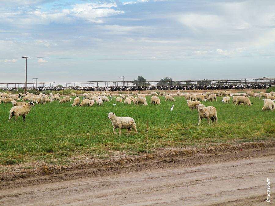 Above, portable electric fencing restricts movement of grazing livestock. Based on low prevalence of pathogenic bacteria in soil and fecal samples, scientists concluded that a buffer distance of 30 feet between grazing sheep and the edge of a food crop was adequate to prevent contamination.