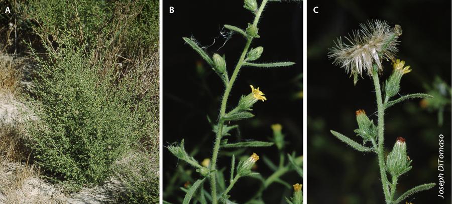 Stinkwort (A) is a late-season winter annual. The aromatic leaves (B) have sticky hairs covered in resin. Flowering (C) occurs late summer, in response to day length.