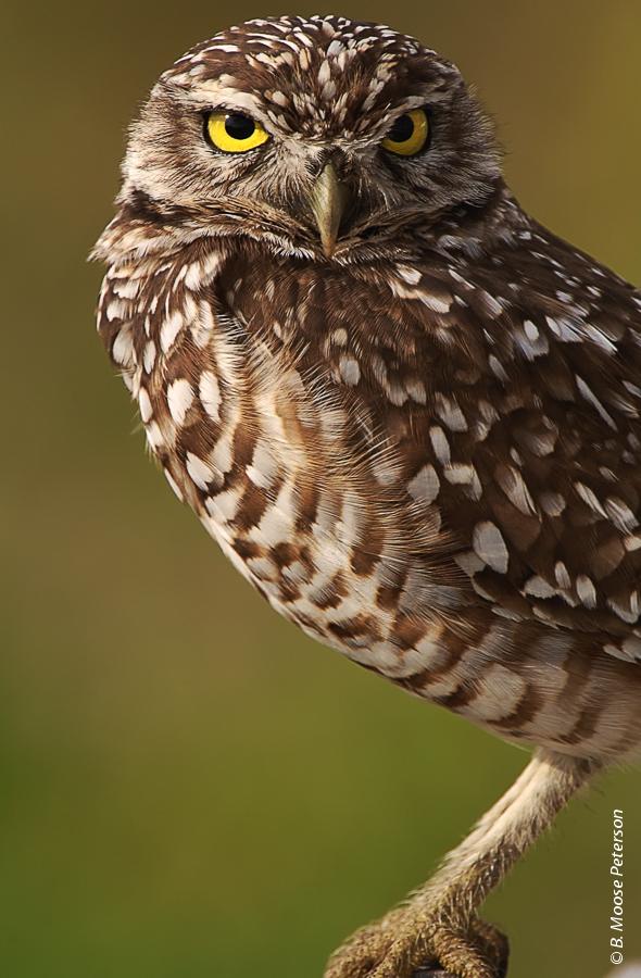 California rangelands managed under a conservation bank can provide excellent habitat for burrowing owls. Burrowing owls benefit from several conservation banks in the Central Valley.