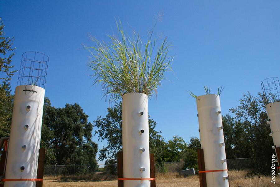 Traditional crops are bred to enhance production of food or fiber, but biofuel breeders emphasize hardiness and quick, abundant growth—“weedy” characteristics. Here, researchers grow switchgrass in PVC towers, making it easier for them to monitor root growth and the effects of water stress.