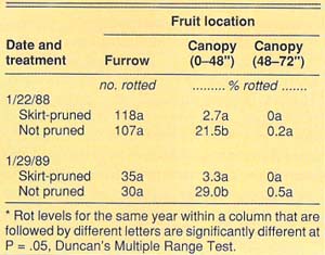 Phytophthora brown rot levels at different levels below and within the tree canopy for skirt-pruned and unpruned trees*, Tulare County site