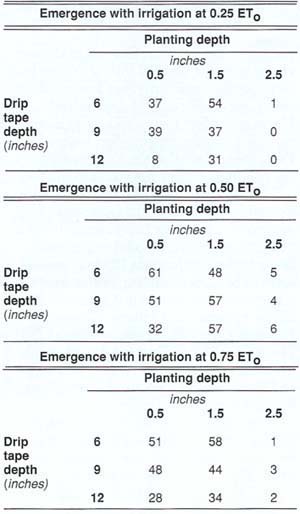 Average number of emerged seedlings out of 100 seeds planted per 10-foot section, 18 days after initial irrigation