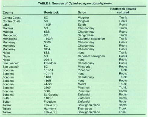 Sources of Cylindrocarpon obtusisporum