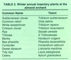 Winter annual insectary plants at the almond orchard