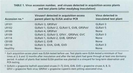Virus accession number, and viruses detected in acquisition-access plants and test plants (after mealybug inoculation)