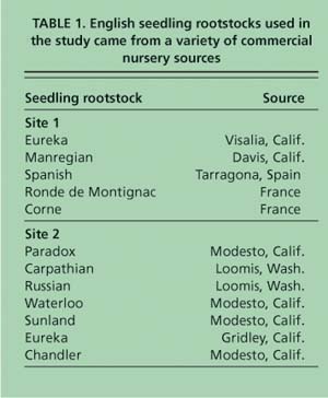 English seedling rootstocks used in the study came from a variety of commercial nursery sources