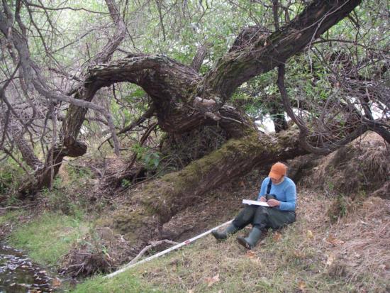 Jenna Voss takes field notes near a large willow beside a Salinas River tributary. Photo by Lisa Thompson.