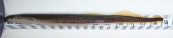 Western brook lamprey. Location: Prairie Creek, CA. Date: 2011. Photo by Michael Sparkman, California Department of Fish and Game. Scale in mm.