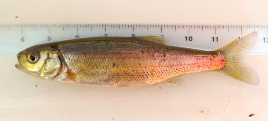 Lahontan redside, caught in Bogard Spring Creek (Eagle Lake watershed) in 2011. Photo by Teejay O'Rear. Scale in cm.