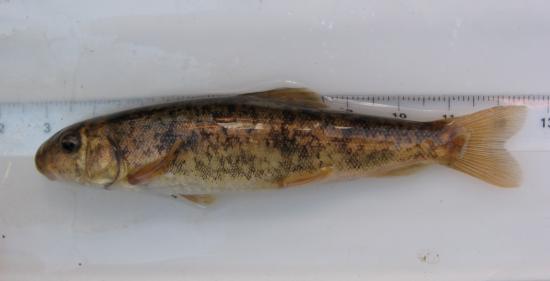 Tahoe sucker, juvenile, caught in Bogard Spring Creek (Eagle Lake watershed) in 2011. Photo by Teejay O'Rear. Scale in cm.