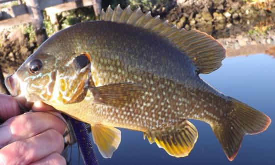 Pumpkinseed, caught and released in the South Fork Mokelumne River, (San Joaquin County), CA, Oct. 3, 2014. Photo by Gary Riddle.