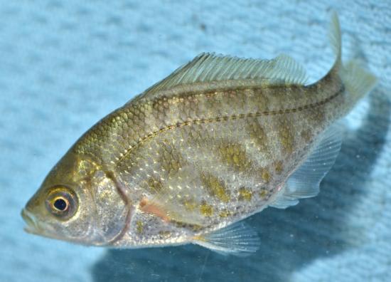 Juvenile Russian River tule perch photographed July 3, 2011 in Sonoma County, CA. Photo by Donald J. Loarie