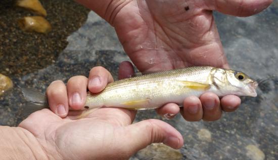 Mountain Whitefish caught and released in Twin Lakes near Bridgeport, CA on 17 July, 2015. Photo and fish by Charles Baker