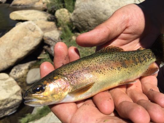 Little Kern River Golden Trout caught and released from the Little Kern River on 8 July 2015. Photo and fish by Andy Kong.