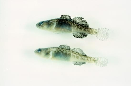 Tidewater Goby Female (Top) and Male (Bottom). Photo from Camm C. Swift. Museum of Natural History Los Angeles County