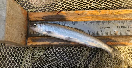 Adult Eulachon from Freshwater Creek, Humboldt County. Photo Credit: Colin Anderson. March 2023