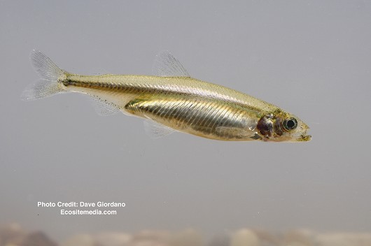 Delta Smelt, Adult (swimming), UC Davis Fish Conservation and Culture Lab, Byron, CA (largely funded by the California Department of Water Resources) May 15, 2008