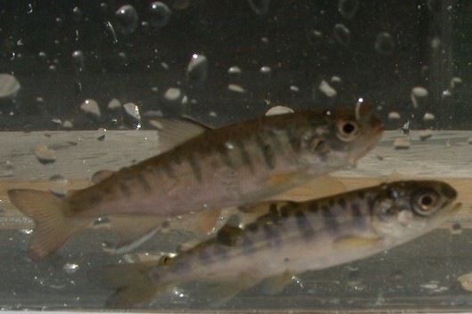 Coho salmon fry (top) and a Chinook salmon fry (bottom). Location:  Shasta River, California. Date:  4/13/2004. Fish were approximately 6.5 cm long (2.5”). Photo by Lisa Thompson, UC Davis.