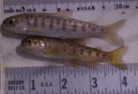 Coho salmon parr (top) and a rainbow trout parr (bottom) taken by Lisa Thompson. Location:  Scott River, California. Date:  11/2/2004.