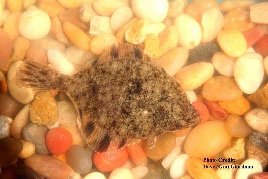 Starry flounder, juvenile, approximately 7.5 cm (3”) long, dorsal view. Location: Suisun Marsh, California. Date: 8/8/2007.