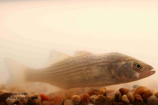 Striped bass, approximately 18 cm (7”) long. Location: Suisun Marsh, California Date: 8/6/2007.