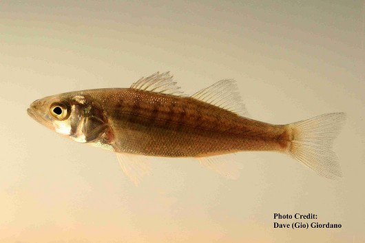Striped bass, approximately 9 cm (3.5”) long. Location: Suisun Marsh, California Date: 8/6/2007.