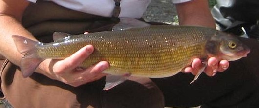 Mountain whitefish. Location: Lower Truckee River, NV. Date: Oct. 2007. Photo by Marianne Denton, Department of Natural Resources and Environmental Science, University of Nevada, Reno.