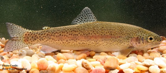 Rainbow trout, 18 cm (7”) long. Location: Deer Creek, California (Yuba River basin). Date: 6/21/2007.